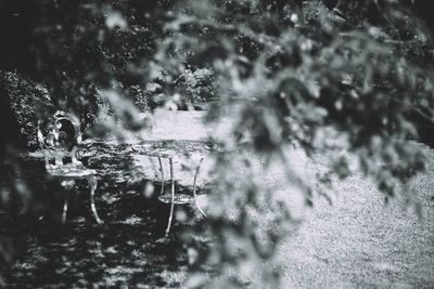 Close-up of plants against blurred water