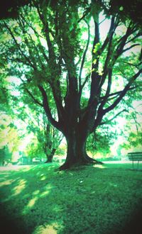 Trees on grassy field