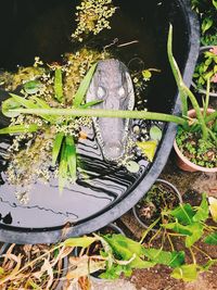 High angle view of leaves floating on lake