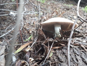 Close-up of mushroom growing on field