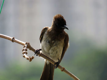 Close-up of bird perching on branch