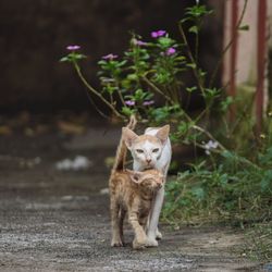 Cat looking away outdoors