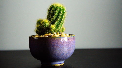 Close-up of potted plant on table