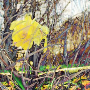 Close-up of leaves on plant