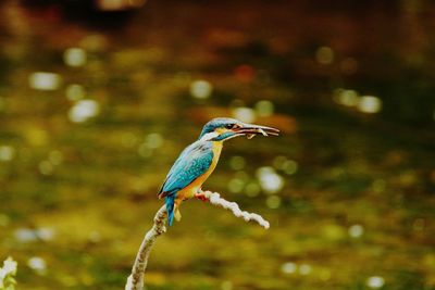 Bird perching on brach