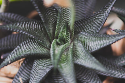 close-up