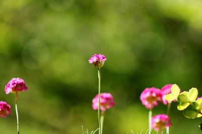 Close-up of pink flowers blooming outdoors