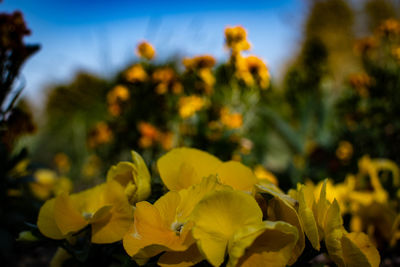 Close-up of yellow flowering plants on field