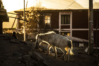 Side view of white horse grazing on sandy pasture at sunset in countryside in nepal