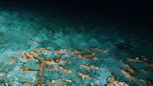 View of fishes swimming in sea