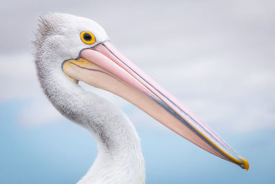Close-up of a bird against sky