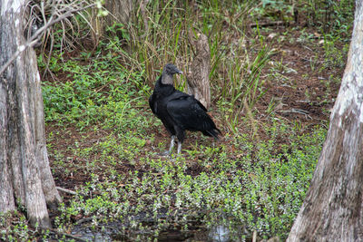 Black bird perching on a tree