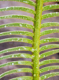 Close-up of green leaves