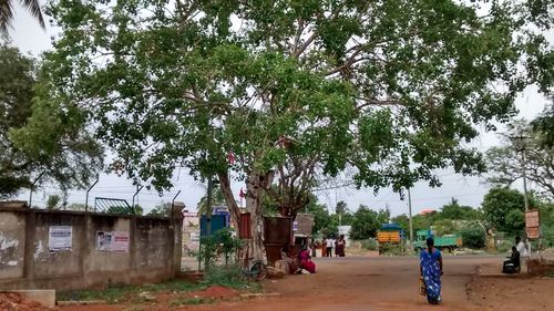 Trees in front of building