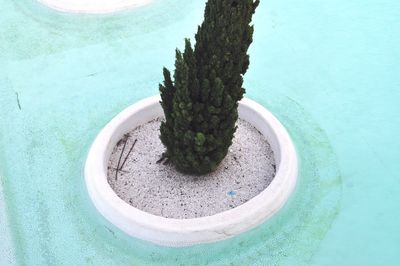 High angle view of fresh green plants