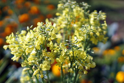 Close-up of yellow flowering plant