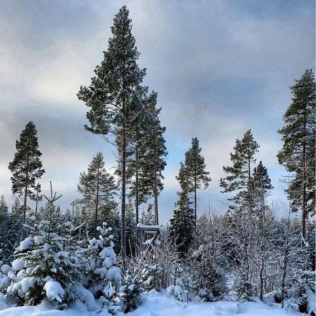 snow, winter, cold temperature, season, weather, covering, tree, building exterior, built structure, house, architecture, sky, frozen, nature, covered, landscape, tranquil scene, tranquility, beauty in nature, white color