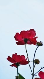 Close-up of red flowers