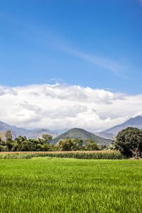 Scenic view of agricultural field against sky