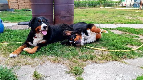 Dogs relaxing on field