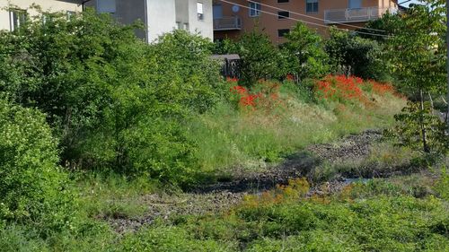 Trees growing in garden