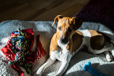 High angle view of dog resting at home