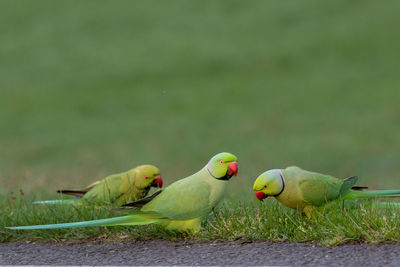 Birds perching on a plant