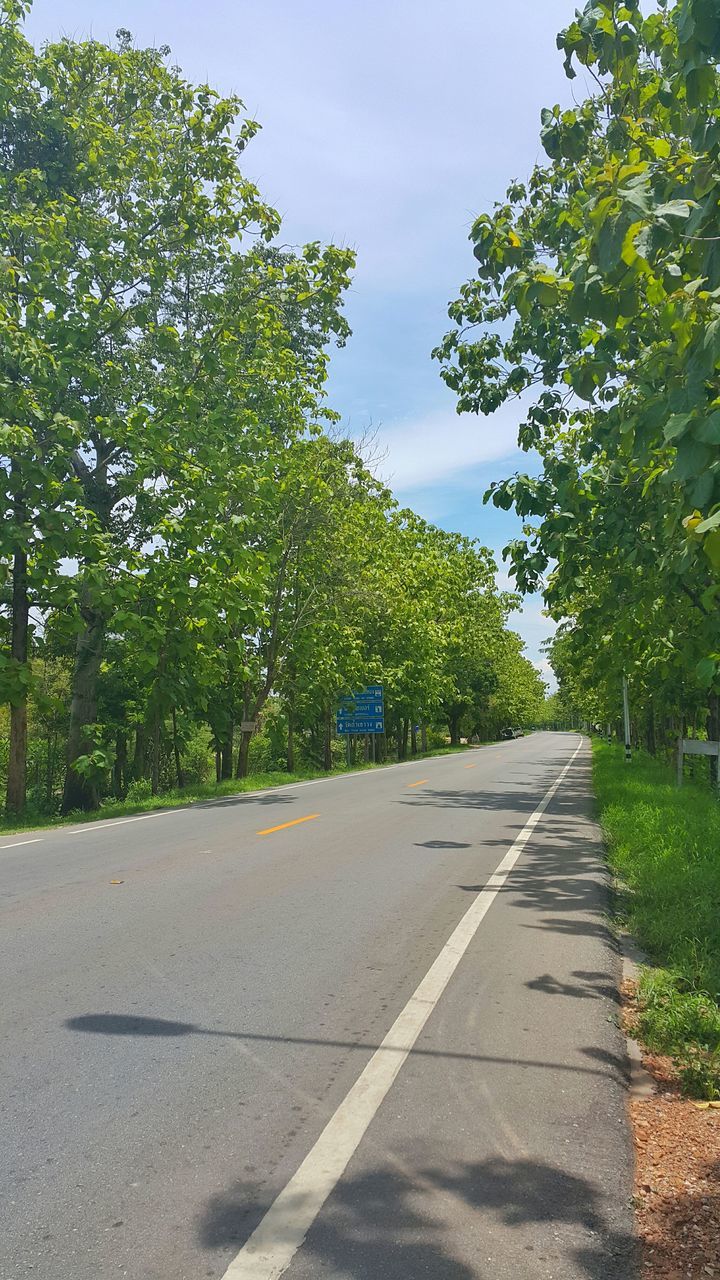 tree, the way forward, transportation, road, green color, growth, sky, diminishing perspective, vanishing point, nature, tranquility, day, street, grass, road marking, plant, sunlight, green, empty, outdoors