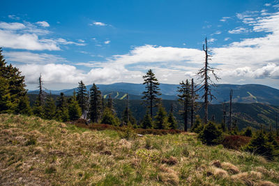 Plants growing on land against sky