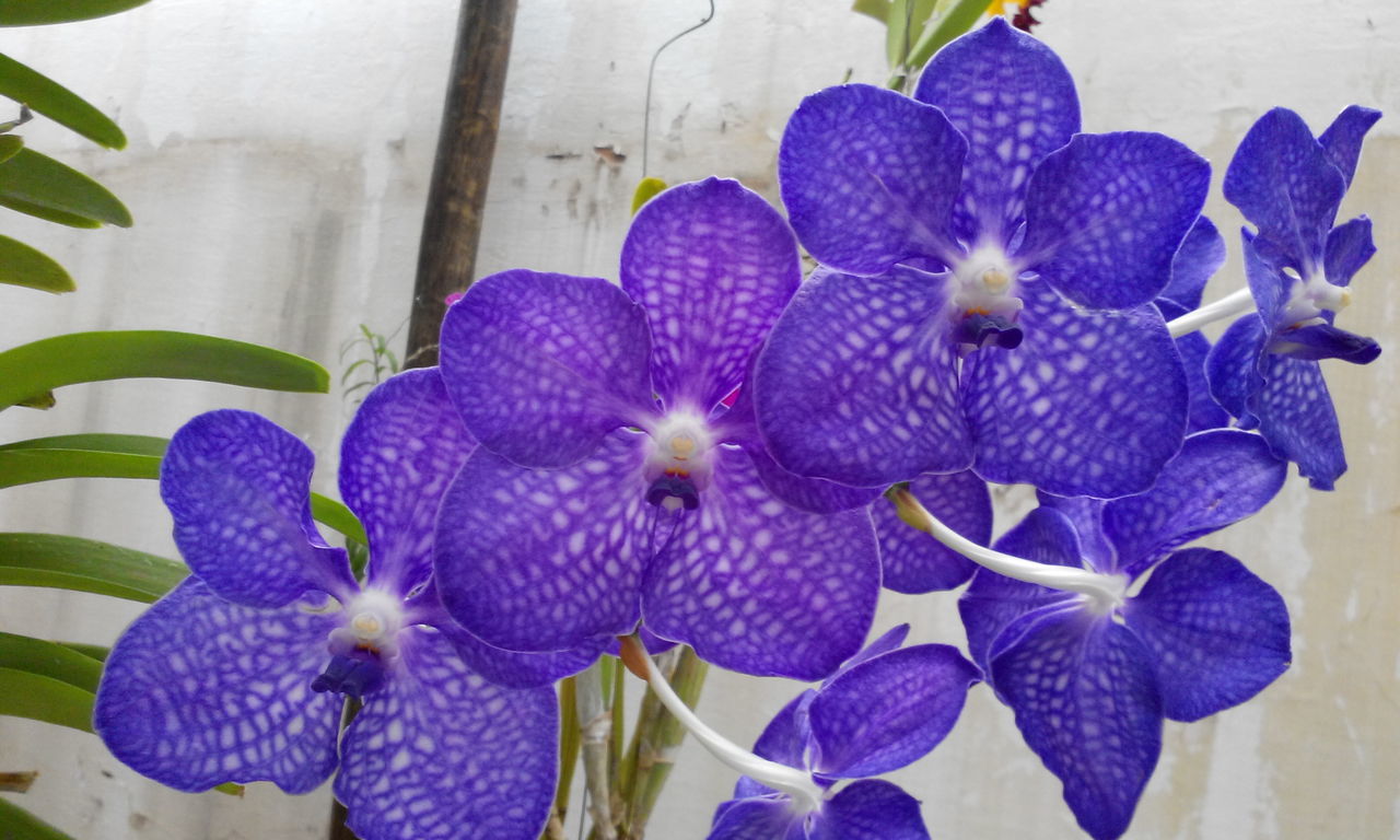 flower, purple, petal, freshness, fragility, flower head, blue, plant, beauty in nature, orchid, growth, close-up, nature, blooming, no people, in bloom, day, focus on foreground, outdoors