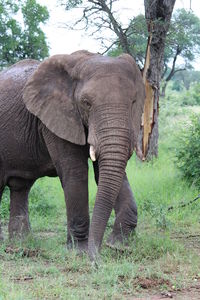 View of elephant in sunlight
