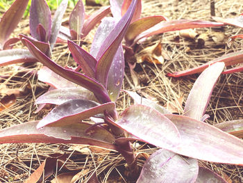 Close-up of dry leaves on field