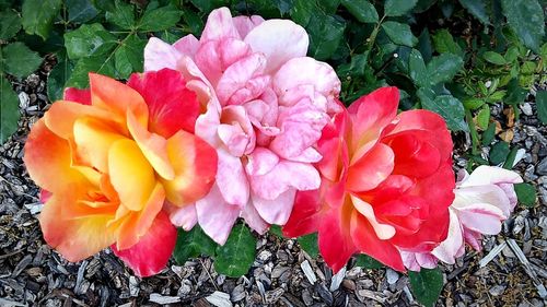 Close-up of pink flowers blooming outdoors