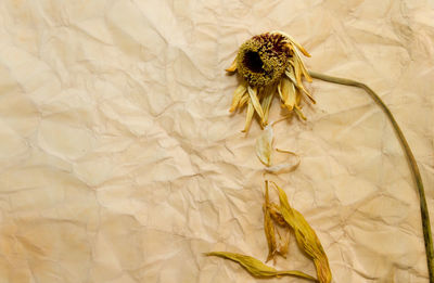 Close-up of wilted plant