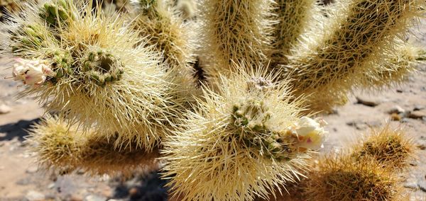 Cholla cactus close up from the cholla cactus garded in joshua tree national park in californa