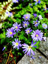 Close-up of purple flowers blooming on field