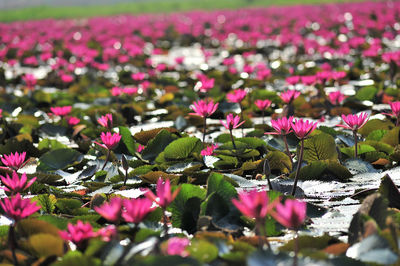 Close-up of pink water lily in lake