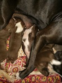 Close-up of dog relaxing on blanket