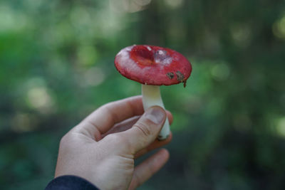 Close-up of hand holding mushroom