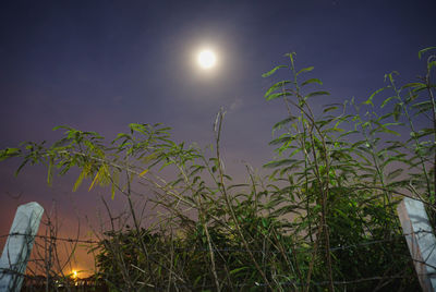 Low angle view of trees against sky at night