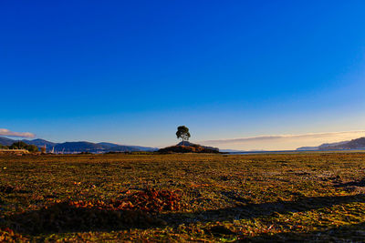 Scenic view of field against clear sky