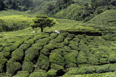 High angle view of corn field