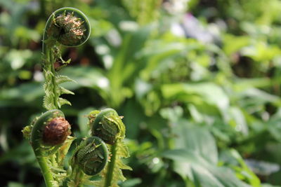 Close-up of fern plants in park