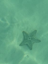 Close-up of turtle in sea