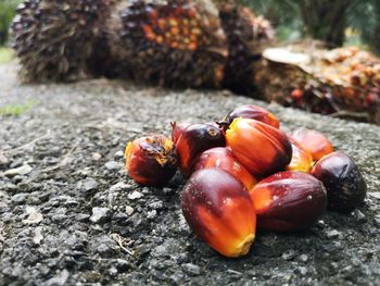 A group of oil palm fruits on nature background, fresh palm oil from palm garden, plant