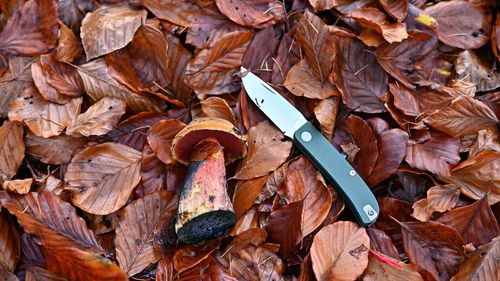 Mushroom, red flocked witch bolete