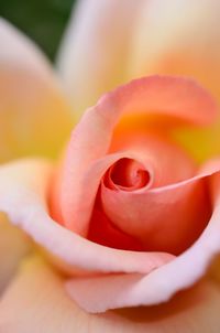 Close-up of pink flower