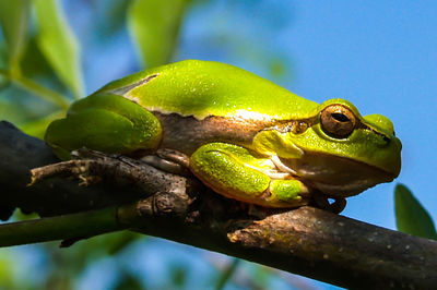 Close-up of frog on branch