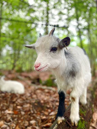 Close-up of goat