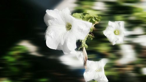 Close-up of white flowers